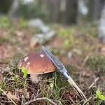 La Pastourelle En Lozère