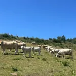 Hébergement de vacances La Pastourelle En Lozère Le Bacon