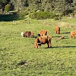La Pastourelle En Lozère Le Bacon