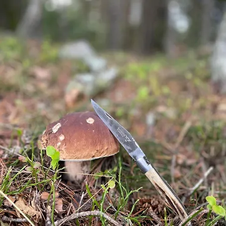 La Pastourelle En Lozere