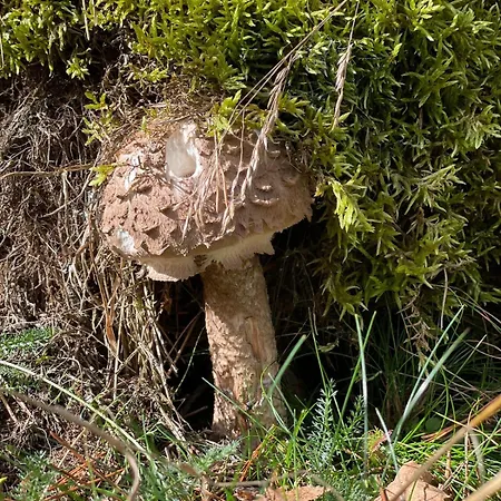 La Pastourelle En Lozere Nyaraló