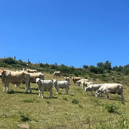 Holiday home La Pastourelle En Lozere Le Bacon