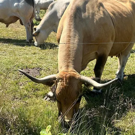 La Pastourelle En Lozere Nyaraló Le Bacon